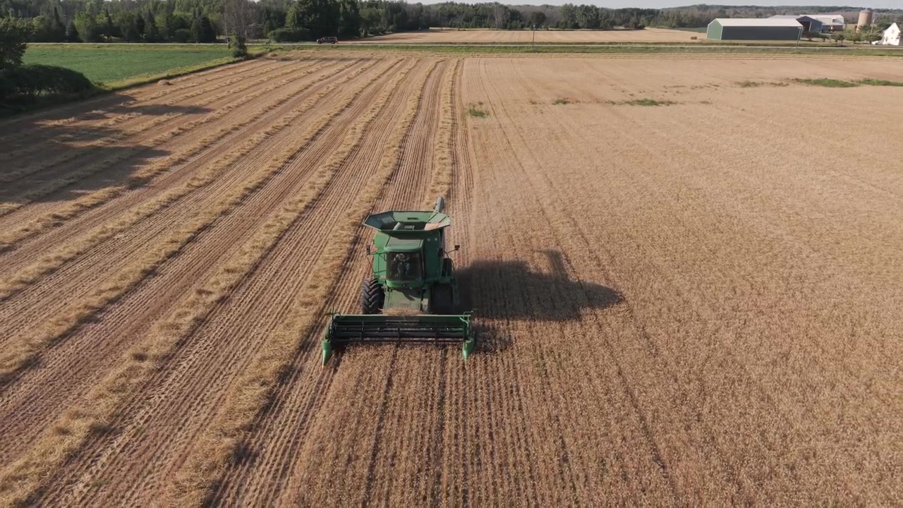 Un agricoltore nel Wisconsin nord-orientale taglia e raccoglie grano invernale usando una mietitrebbia
