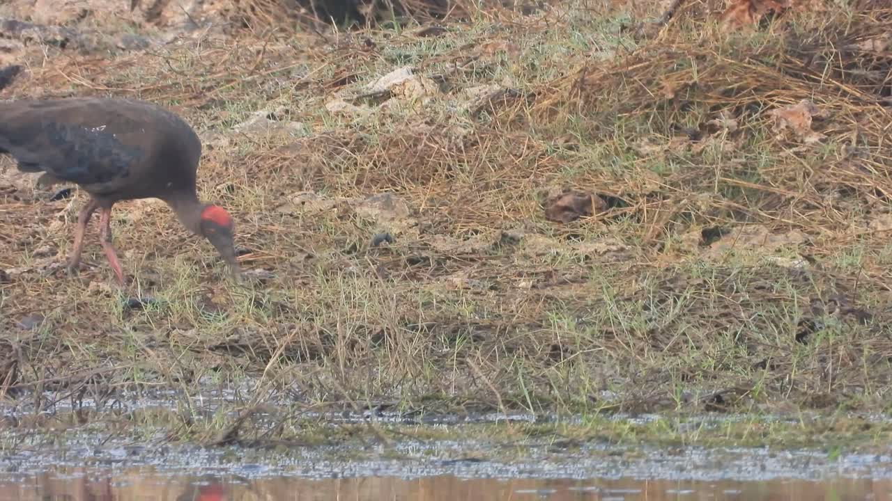 Red-naped Ibis eating food in pond area ..