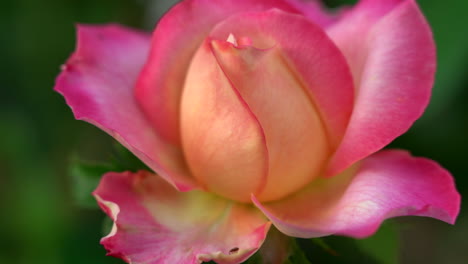 a beautiful peach colored rose against a green background of leaves