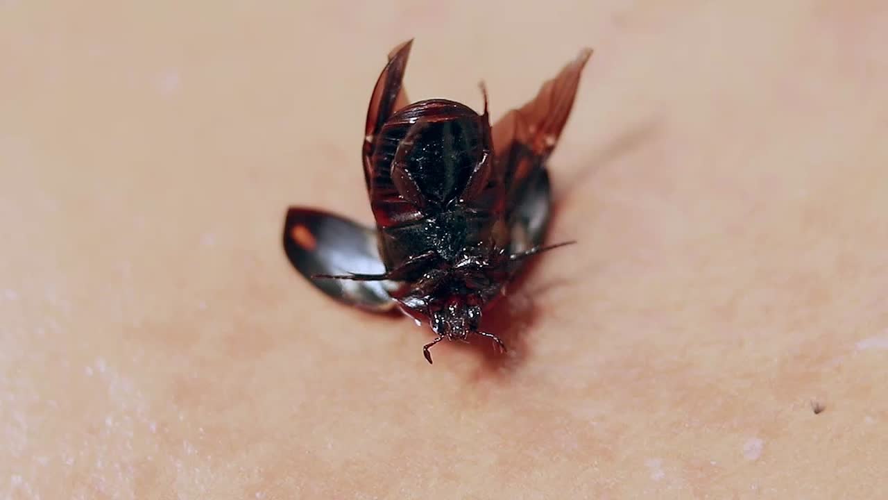 An overturn female dynastinae or rhinoceros beetle struggling to get up, candid funny moment