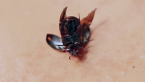 an overturn female dynastinae or rhinoceros beetle struggling to get up, candid funny moment
