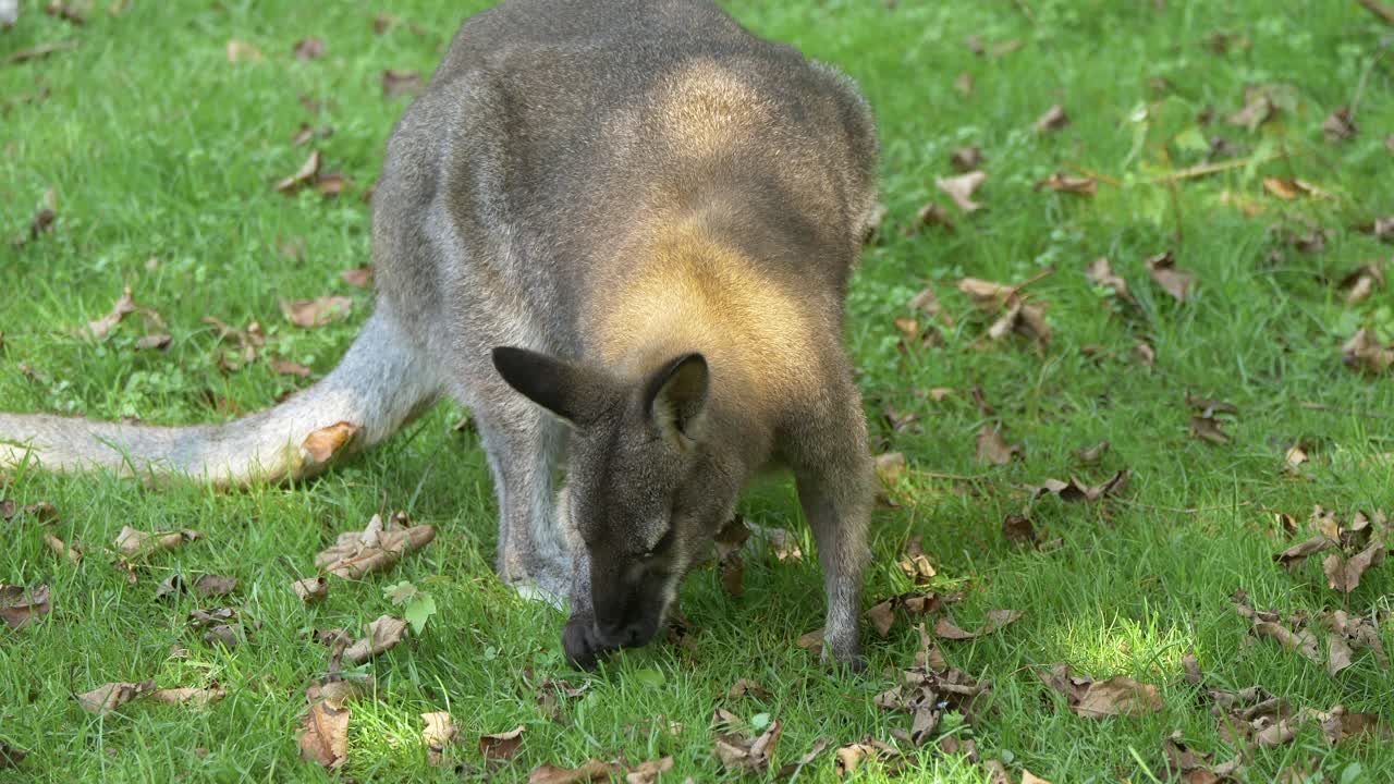 가을의 화창한 날 푸른 목초지에서 풀을 뜯는 귀여운 캥거루 가까이