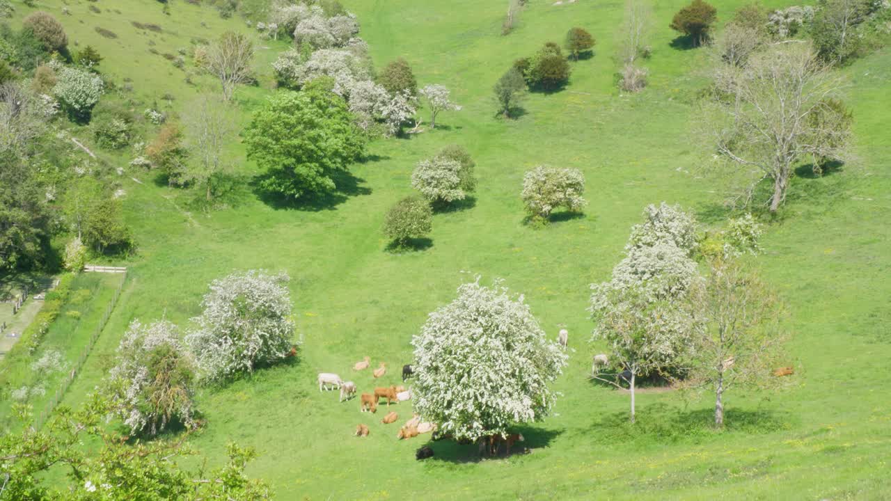 잉글랜드 남동부의 여름날 소들이 풀을 뜯고 있는 계곡으로 내려갑니다.