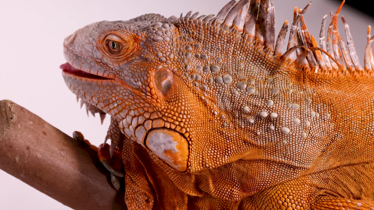 Un primer plano detallado de una iguana naranja sacando la lengua mientras está posada sobre madera