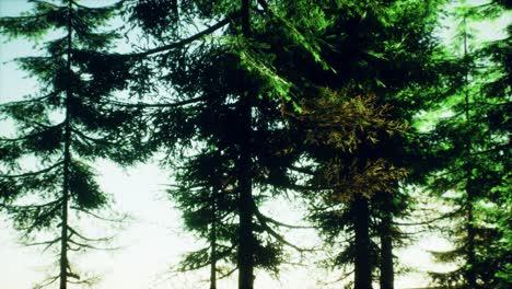 green cone trees in bright sun light