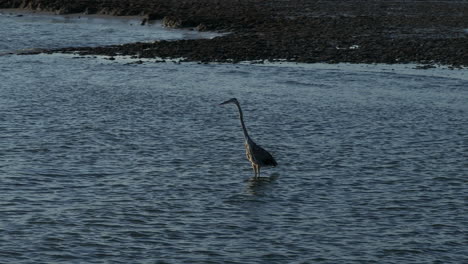 great blue heron standing in water