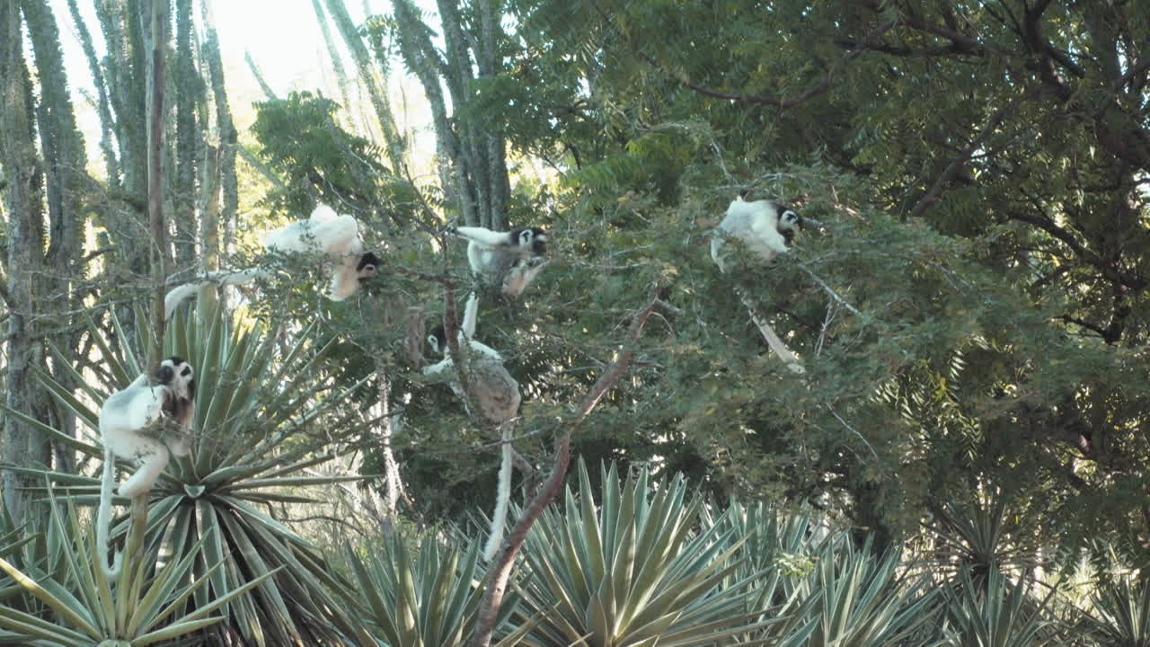 grupo de cinco sifakas verreauxi forrajeando en un árbol en madagascar, lémures cambian constantemente de posición, pulpo cactus en segundo plano