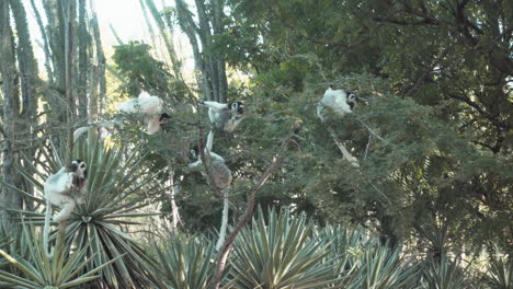 group-of-five-sifakas-verreauxi-foraging-in-a-tree-in-Madagascar,-lemurs-constantly-change-position,-octopus-cactus-in-background