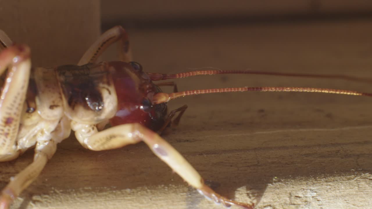 una larga panorámica de cerca de un weta, nativo de nueva zelanda