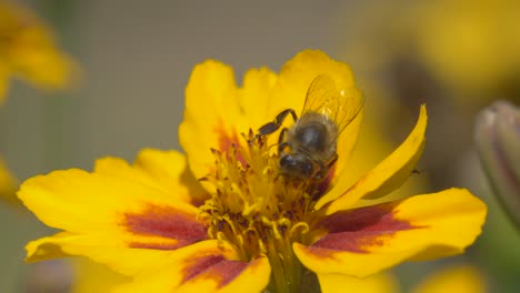 Abeja-Recogiendo-Polen-Sentado-En-Flor-Amarilla-Durante-El-Día-De-Verano,-Cerrar