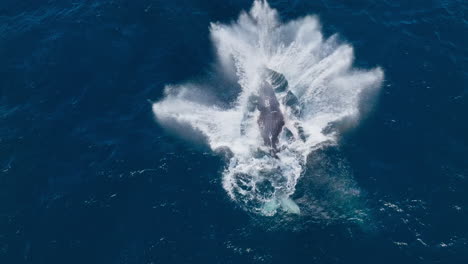 high angle aerial view of jubilant humpback whale breaching twice in caribbean