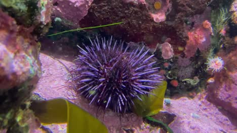 purple sea urchin