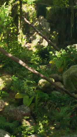 a lush tropical forest path