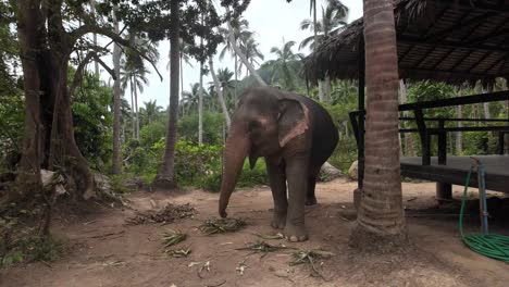 Elephant-Feeding-in-Ko-Samui-Sanctuary,-Thailand