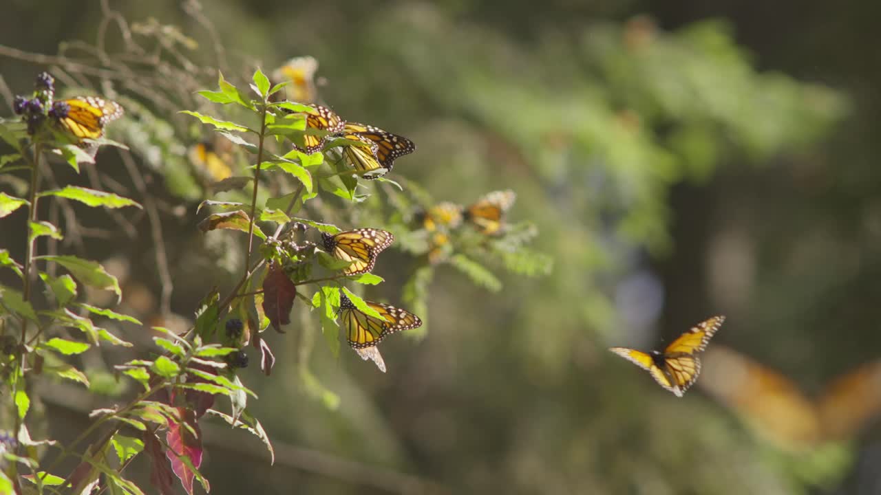 UTZOOMING AV MONARK Sommerfugler I EN SKOG I MICHOACÁN