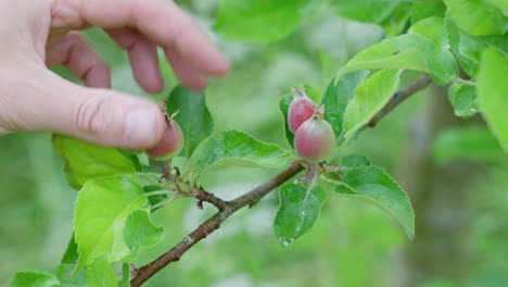 Coseup-of-hand-pruning-apple-tree,-leaving-two-apples-per-spot-for-optimal-growth