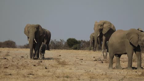 wide shot of a matriarch leading the herd over the dry plains in mashatu botswana