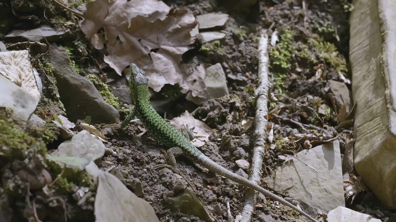 lagarto verde en el bosque