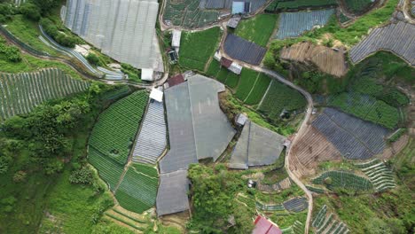 general landscape view of the brinchang district within the cameron highlands area of malaysia