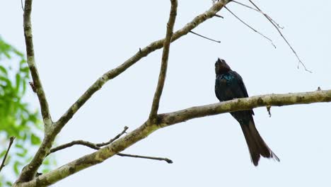 Spangled-Drongo,-Dicrurus-bracteatus,-perched-on-a-bare-branch-shaking-its-wings-and-looking-around-in-a-windy-afternoon