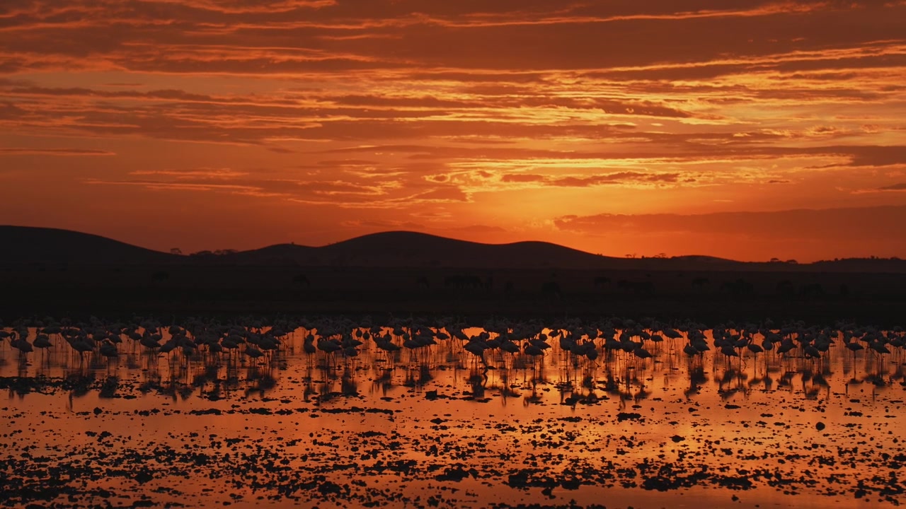Flamingo sinematik dalam Cahaya Jam Emas dengan Pemandangan Gunung yang Indah.