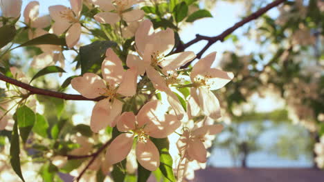 Apple tree flowers on branch blooming against peaceful sunset in late evening.