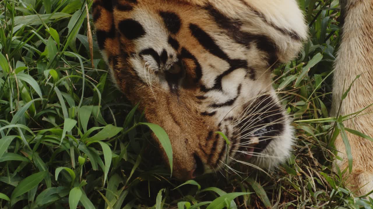 녹색 잔디에서 음식을 찾고 있는 벵글 호랑이 닫습니다