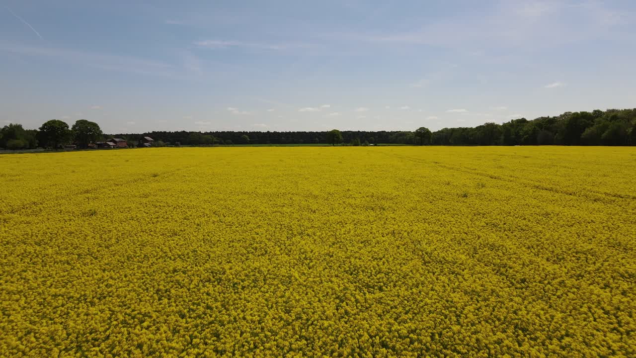 imágenes aéreas que miran sobre el campo de lincolnshire con vistas a través de campos de colza de semilla de aceite o cultivo de aceite de colza
