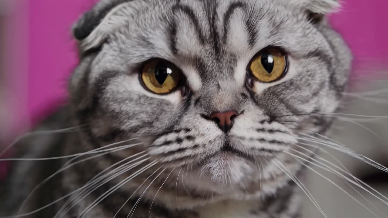 The video captures a close-up of a gray tabby cat with striking eyes, emphasizing its facial