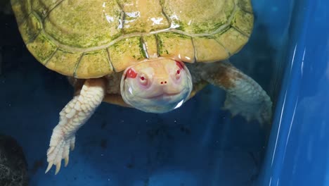 red-eared slider turtle in aquarium