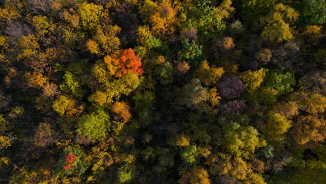 Distinctive-fall-colors-of-treetops-of-alpine-forest