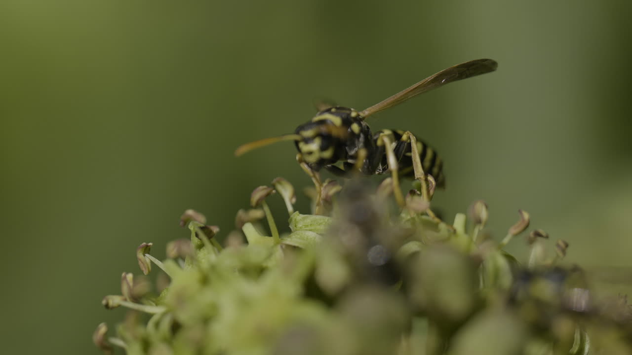 꽃 위에 있는 벌레