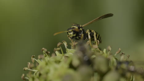 wasp on a flower