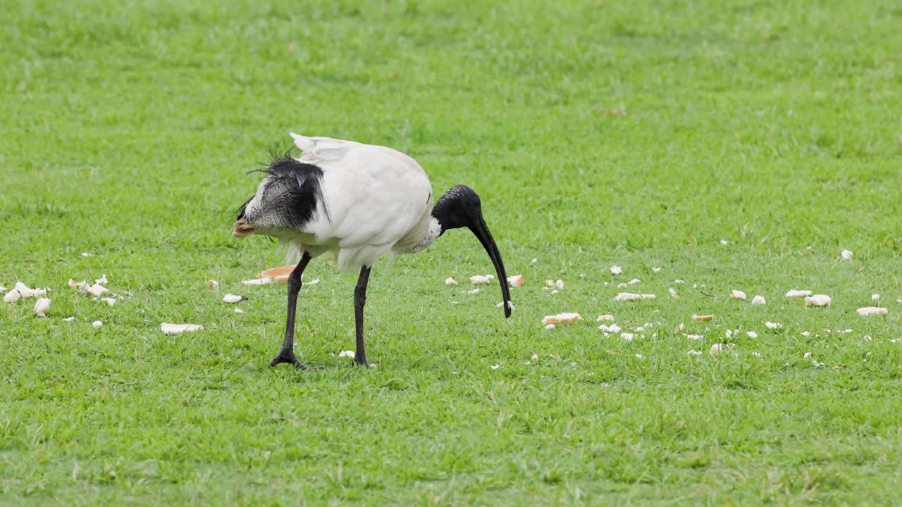 Bird pecking ground, searching for food in grass.