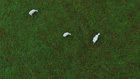 drop down aerial view of flock of 3 sheep in open rural green grass field