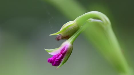 natural ecosystem landscape of a tiny red ant running on the stem of the purple great willowherb flower bud