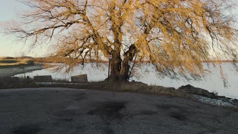 A-formerly-lush-tree-shedding-tis-dying-leaves-during-a-chilly-fall-evening