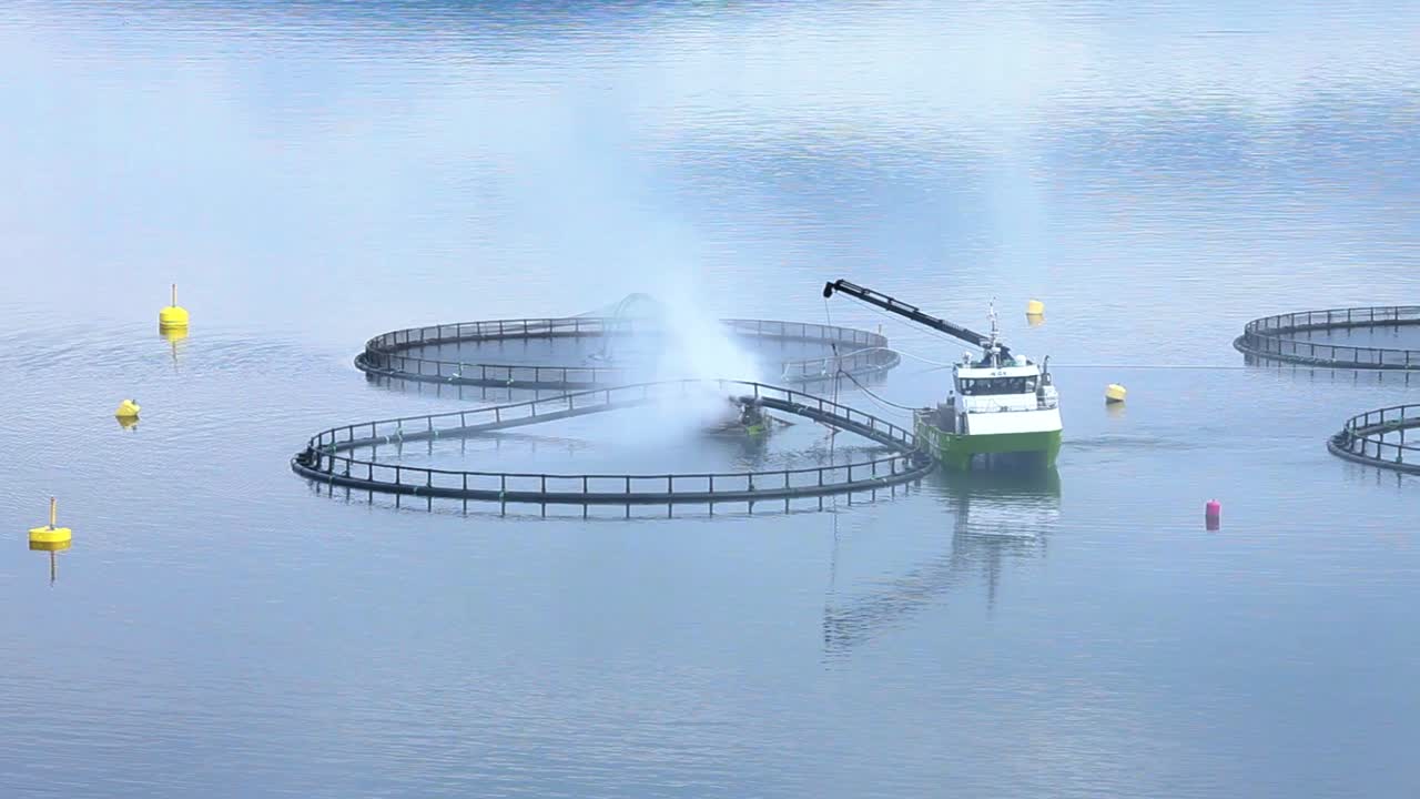 연어 농장  ⁇ 시