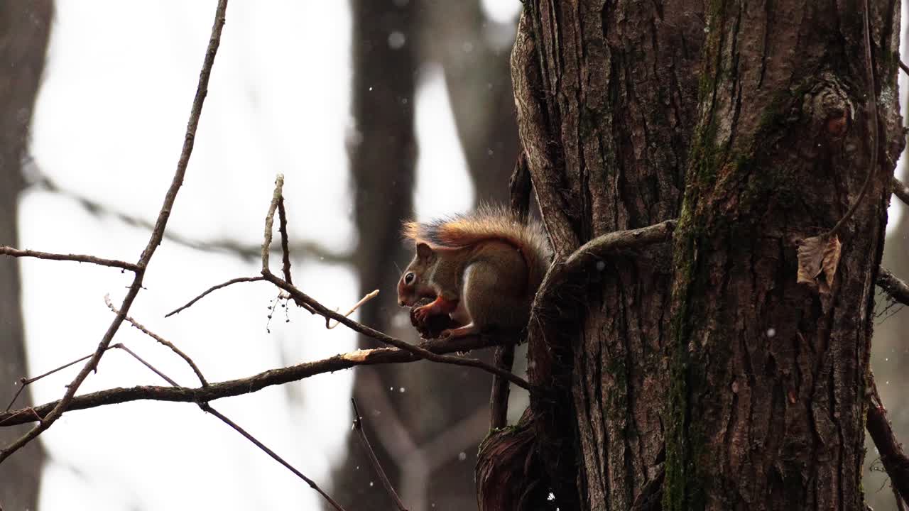 toma en cámara lenta de una ardilla roja comiendo una nuez en una rama con nieve cayendo
