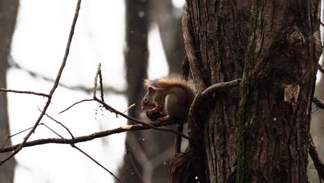 toma en cámara lenta de una ardilla roja comiendo una nuez en una rama con nieve cayendo