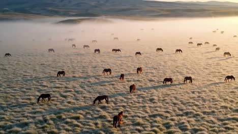 wild horses grazing in a misty morning landscape