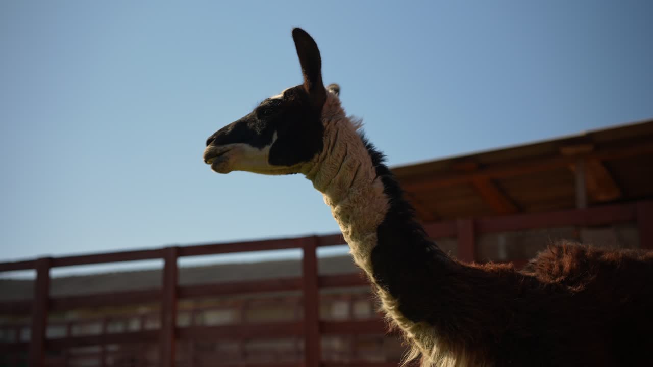 llama en un entorno de granja