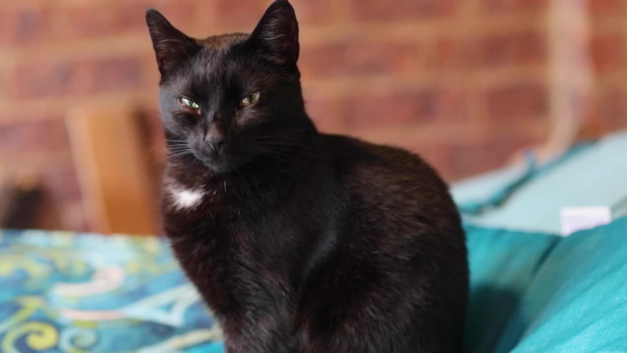 Video carino di un gatto nero