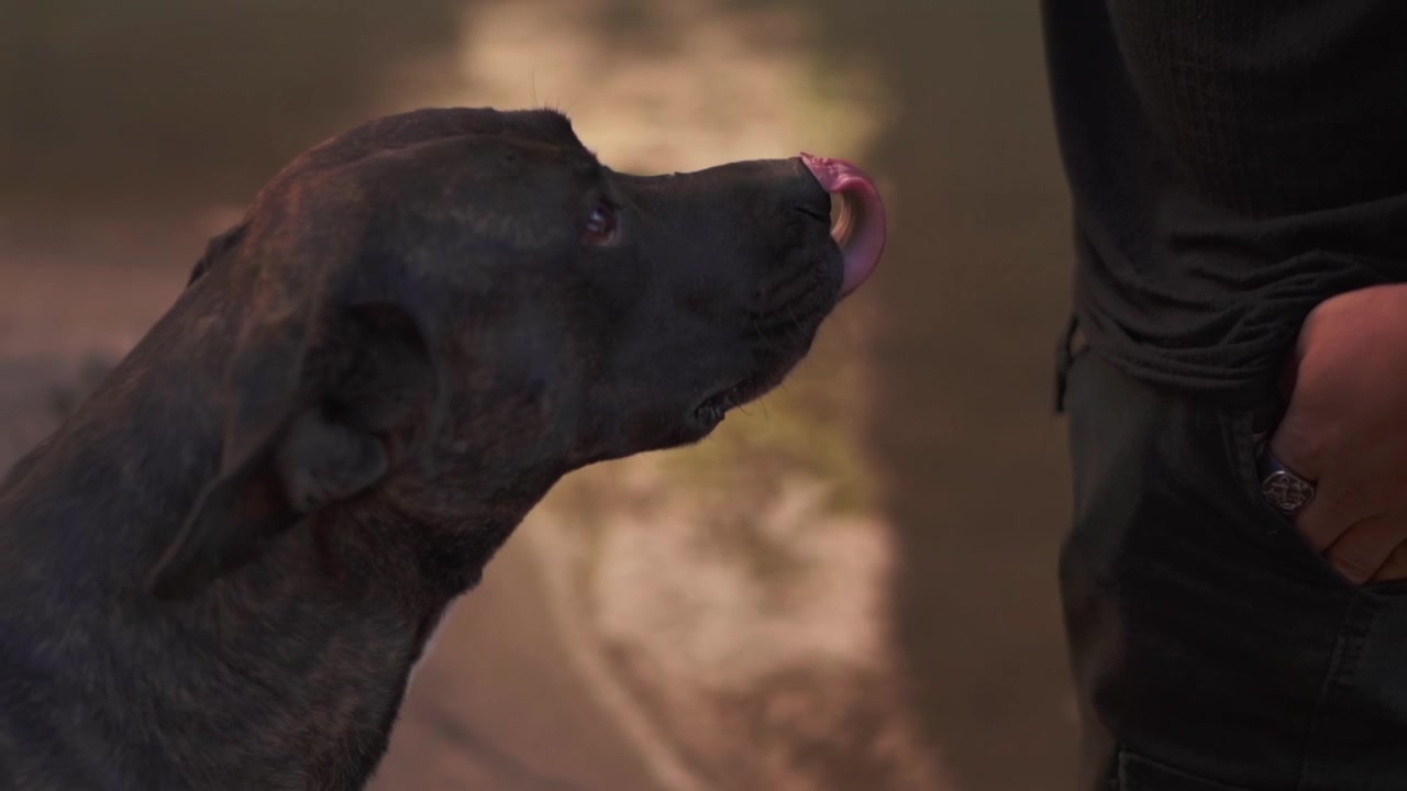 A man petting a dog, highlighting a moment of affection and the special bond between a pet and its owner. Ideal for themes of companionship and loyalty.