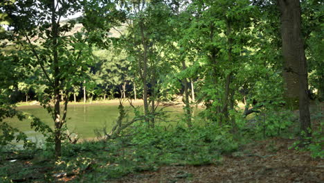 serene forest lake landscape