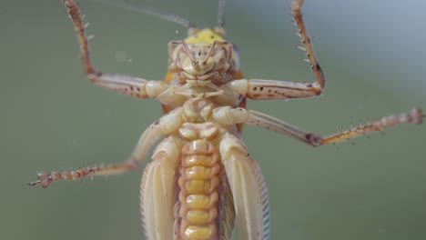 close up of locust