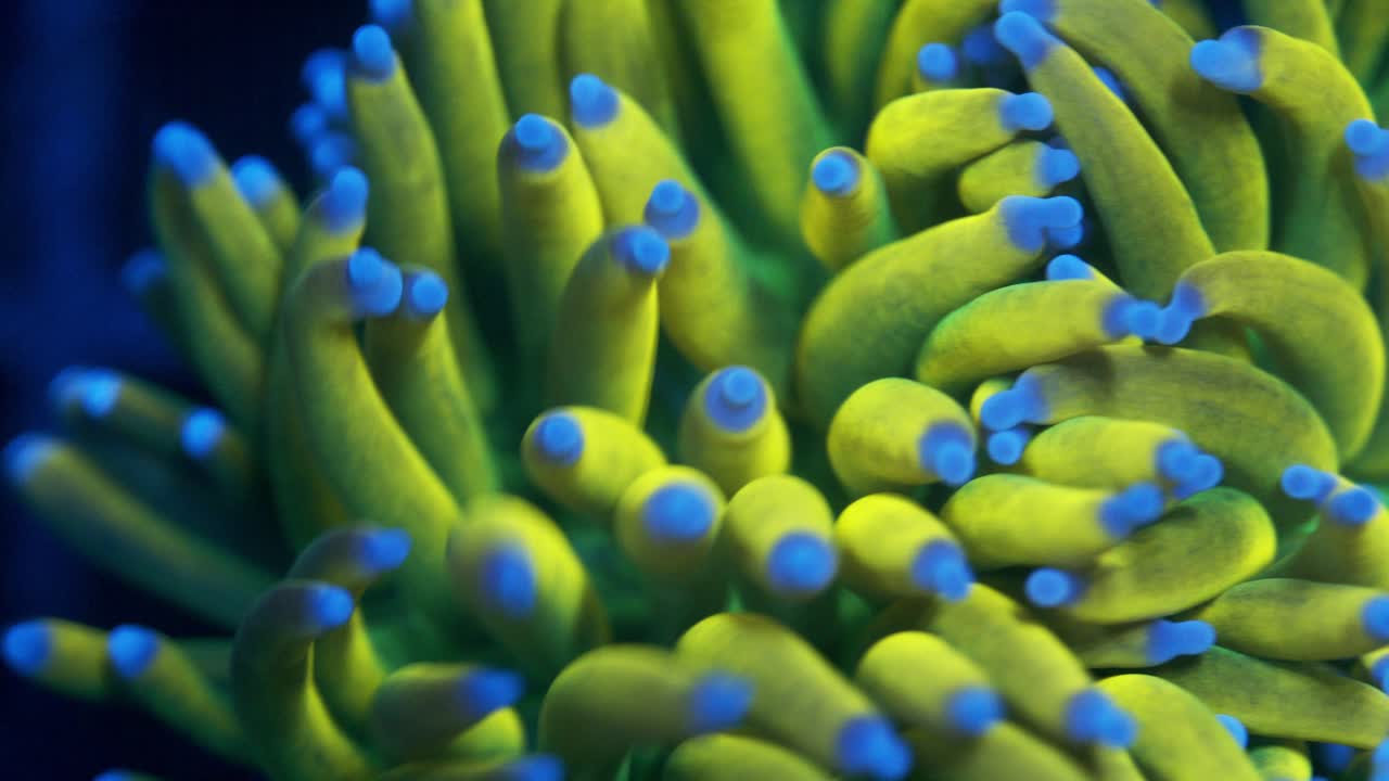 Macro panning shot of Banana Torch Euphyllia glabrescens under actinic lighting, showing vibrant yellow-green tentacles with light blue tips, swaying in the current.