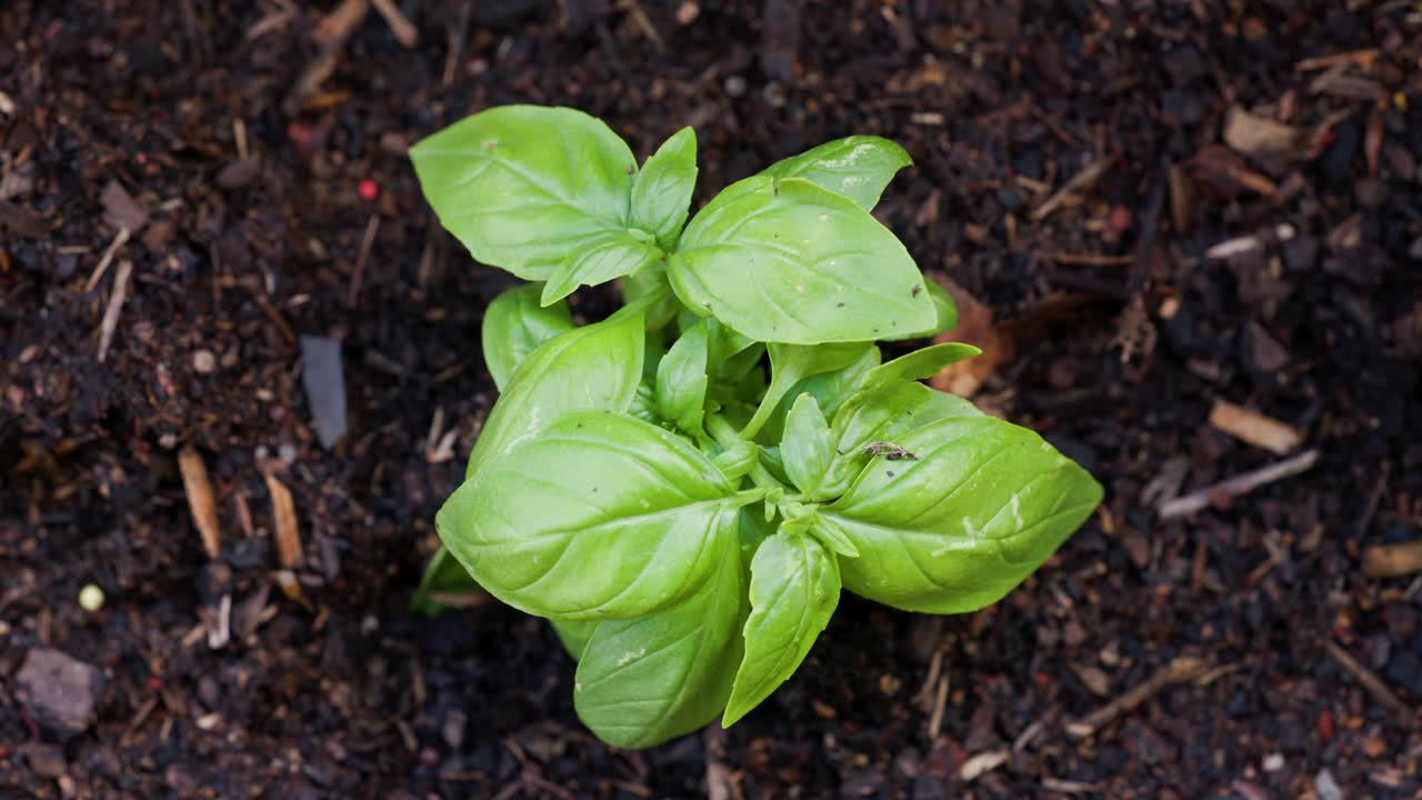 Fresh basil saplings planted in rich soil in a backyard garden, thriving under natural light. Perfect for food, gardening, and sustainability content.