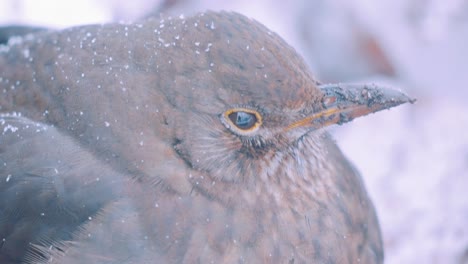 Amsel-Im-Schnee,-Nationalpark-Veluwe,-Niederlande,-Nahaufnahme