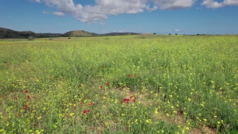 yellow flower blossoms at tips of tall weeds in grassland field of lemnos